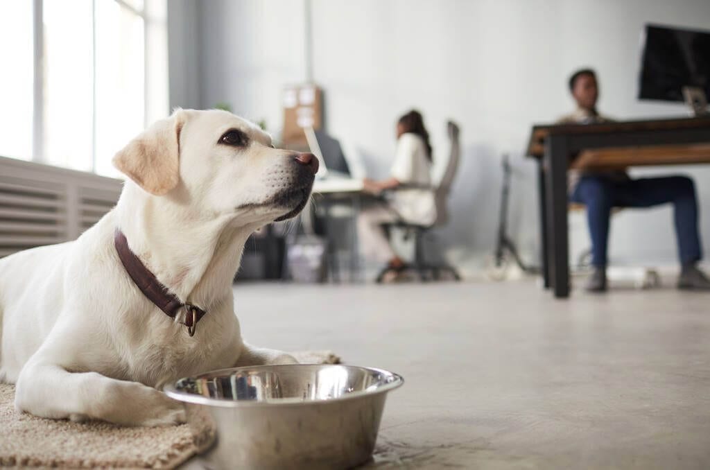 American Labrador Retriever