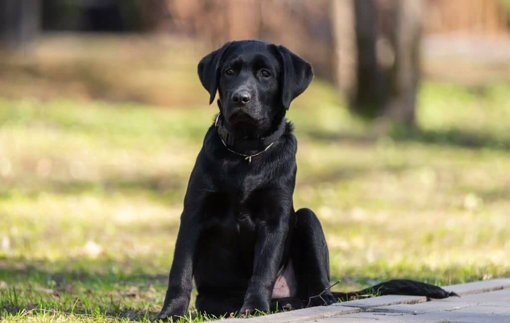 Charcoal Labrador Retriever