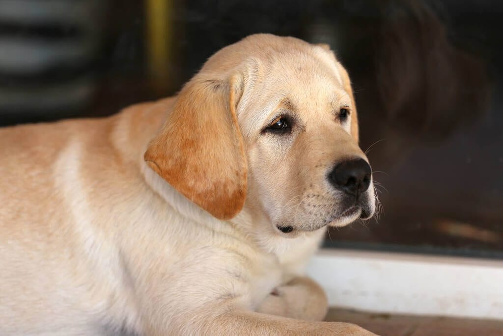 English Labrador Retriever