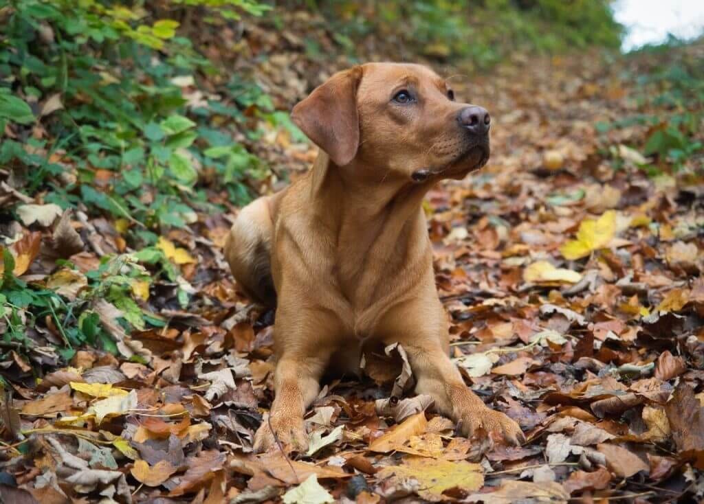 Fox Red Labrador Retriever