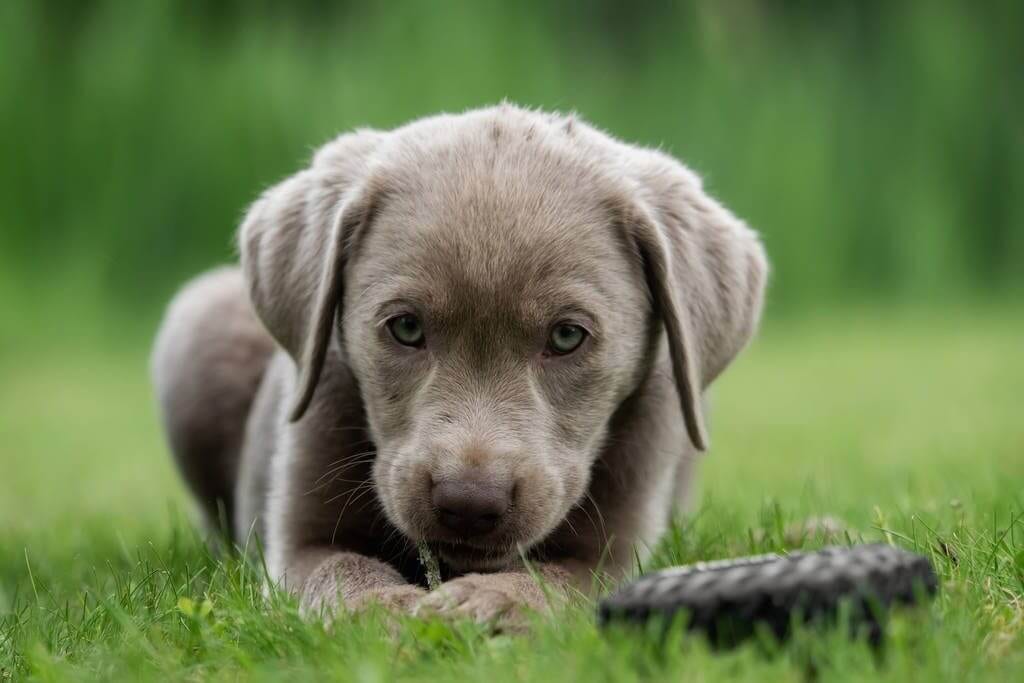 Silver Labrador Retriever