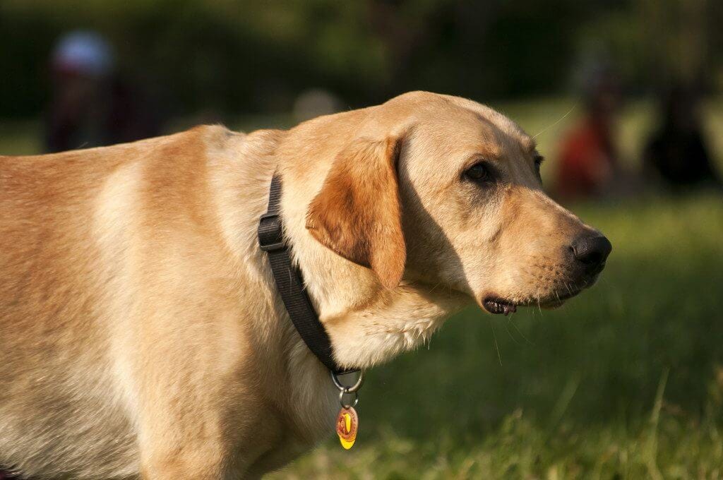 Yellow Labrador Retriever