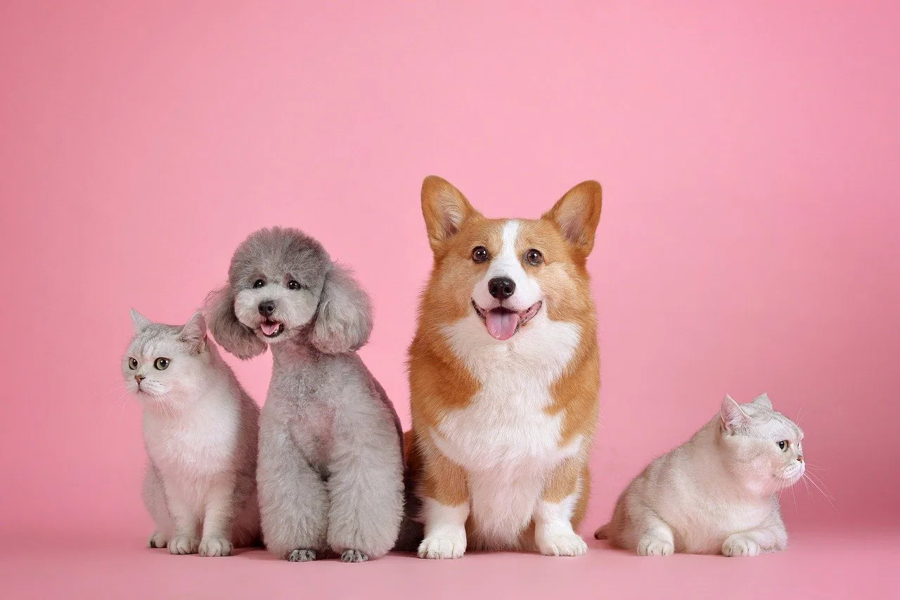 HOW TO CHOOSE YOUR LIVING ROOM FURNITURE IF YOU HAVE PETS?
