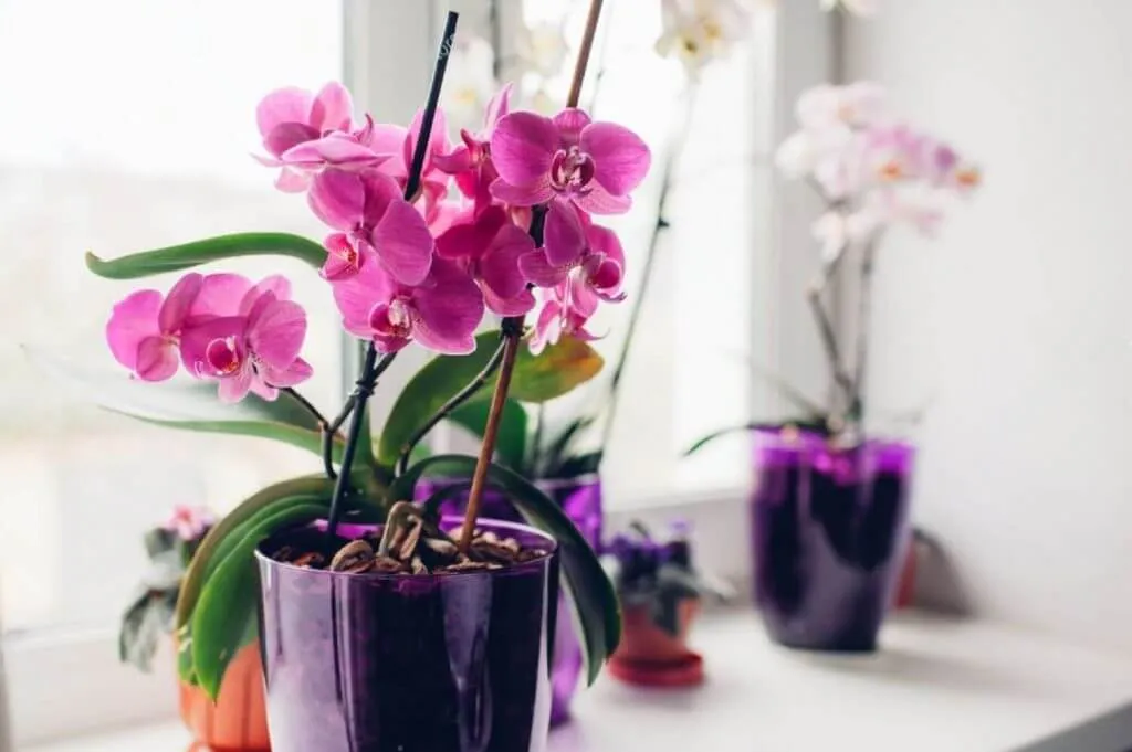How To Take Care Of An Orchid Tips For Keeping Your Orchid Healthy